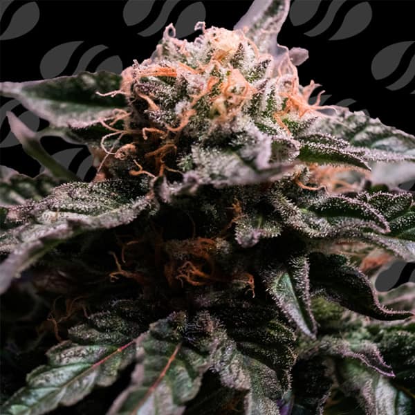 Banana Fumes > Original Sensible Seeds | Feminized Cannabis   |  Hybrid